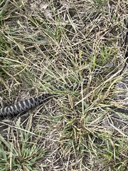 Pantherophis ramspotti