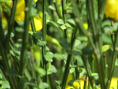 Cytisus