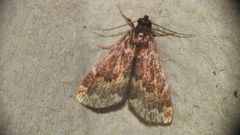 Idia lubricalis