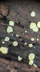 Trichoderma gelatinosum