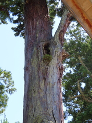 Dendrobium moniliforme