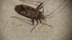 Phytocoris tiliae