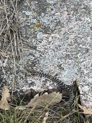 Pantherophis ramspotti