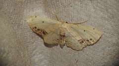 Idaea dimidiata