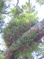 Dendrobium moniliforme