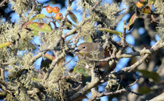 Setophaga coronata auduboni