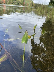 Pontederia cordata