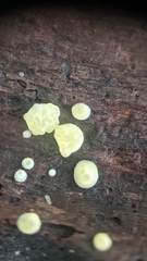 Trichoderma gelatinosum