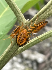 Edessa rufomarginata