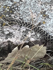 Pantherophis ramspotti