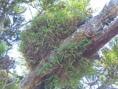 Dendrobium moniliforme