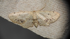 Idaea dimidiata