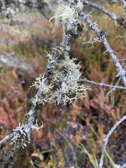 Evernia