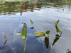 Pontederia cordata