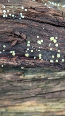Trichoderma gelatinosum