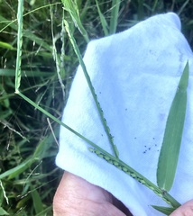 Urochloa platyphylla