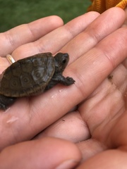 Malaclemys terrapin