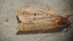 Psilocorsis reflexella