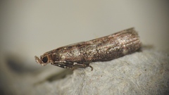 Ortholepis pasadamia
