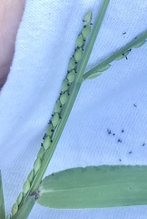 Urochloa platyphylla