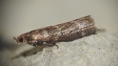 Ortholepis pasadamia