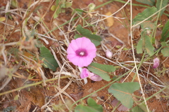 Ipomoea muelleri