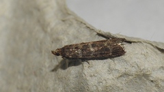 Ortholepis pasadamia