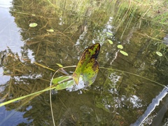 Pontederia cordata