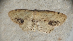 Idaea dimidiata
