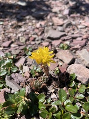 Sedum lanceolatum