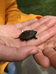 Malaclemys terrapin