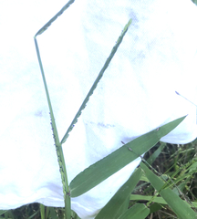 Urochloa platyphylla