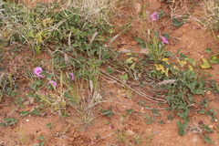 Ipomoea muelleri