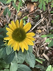 Rudbeckia fulgida
