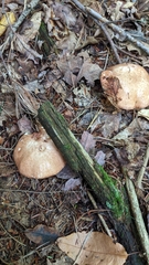 Suillus weaverae