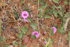 Ipomoea muelleri