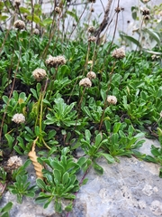 Globularia cordifolia