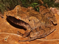 Craugastor rostralis