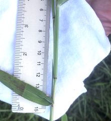 Urochloa platyphylla