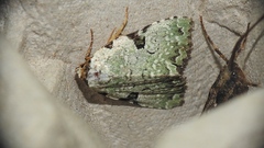Leuconycta diphteroides