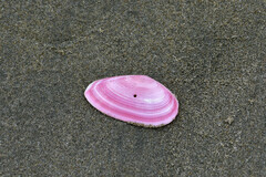 Tellinidae