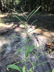 Paspalum repens