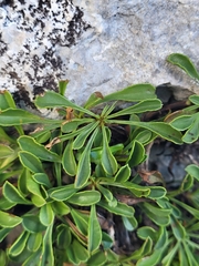 Globularia cordifolia