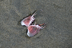 Hysteroconcha multispinosa