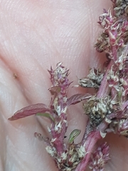 Amaranthus hybridus