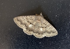 Eudesmeola lawsoni