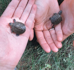 Malaclemys terrapin