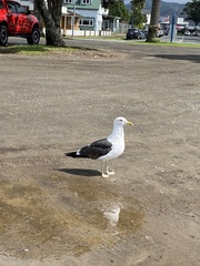 Larus dominicanus dominicanus