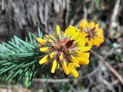 Pultenaea stipularis
