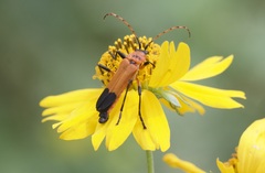 Chauliognathus profundus